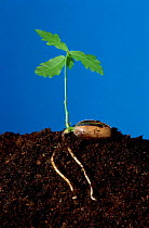 English oak tree acorn seedling sprouting from acorn {Quercus robur} UK Sequence 2/2