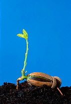 English oak tree acorn seedling sprouting from acorn {Quercus robur} UK Sequence 1/2