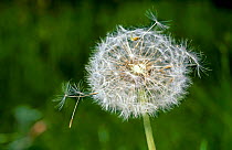 Dandelion seedhead with seeds being blown by wind. {Taraxacum officinale} UK