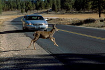 Mule deer {Odocoileus hemionus} crosses road in front of car. Bryce Canyon NP Utah USA