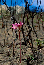Marsh lily flowers in area destroyed by fire. Fynbos Cape South Africa