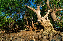 Mangrove roots exposed at low tide Sulawesi Indonesia