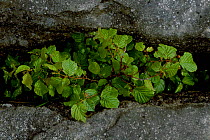 Hazel {Corylus avellana} growing in limestone pavement. Burren Co Clare, Republic of Ireland.