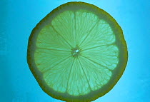 Lemon slice on lightbox {Citrus lemon}