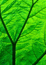 Close-up of Gunnera leaf {Gunnera sp} backlit showing veins