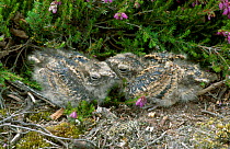 Nightjar fledglings (11-days-old) {Caprimulgus europaeus} Sussex UK