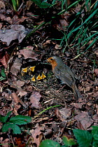 Robin at nest on ground with chicks {Erithacus rubecula} UK