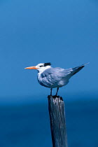 Royal tern {Sterna maxima} Everglades Florida USA