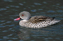 Cape teal {Anas capensis} Sussex UK