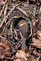 Chiffchaff at nest {Phylloscopus collybita} UK