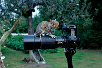 Grey squirrel investigates camera {Sciurus carolinensis} UK