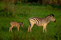 Common zebra and foal {Equus burchelli} Hluhluwe Umfolozi Park South Africa