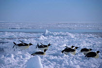 Emperor penguins landing on ice {Aptenodytes forsteri} Cape Washington Antarctica BLUE_PLANE