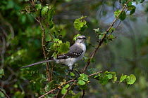 Mockingbird {Mimus polyglottus} Everglades Florida USA