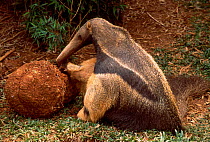Giant anteater feeding from termite mound {Myrmecophaga tridactyla} captive occurs