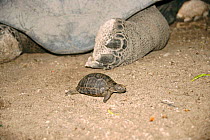 4 month old Aldabra giant tortoise beside adult {Geochelone gigantea} Seychelles