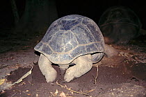 Aldabra giant tortoise laying eggs {Geochelone gigantea} Mahe, Seychelles