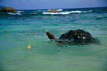 Aldabra giant tortoise swimming {Geochelone gigantea} Mahe, Seychelles