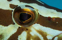 Close up of Nassau grouper eye {Epinephelus striatus} Caribbean