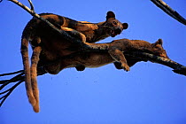 Fossas mating in tree {Cryptoprocta ferox} Western dry forest, Madagascar