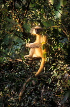 Golden langur feeding in tree {Presbytis geei} Assam, India