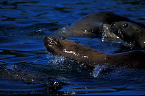 Steller's sealions swimming {Eumetopias jubata} Alaska