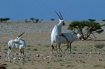 Arabian oryx mating {Oryx leucoryx} Jaaluni Oman