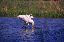 Whooping crane male feeding in water {Grus americana} captive Wisconsin, USA