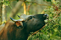 Wild gaur feeding {Bos gaurus} Kanha NP, India