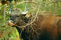 Wild gaur {Bos gaurus} Kanha NP, India