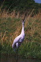 Whooping crane female calling {Grus americana} captive Wisconsin, USA