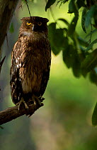 Brown fish owl {Bubo zeylonensis} Bandhavgarh NP Madhya Pradesh India