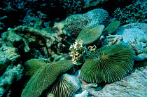 Mushroom corals {Fungia genus} Similan Islands Andaman Sea Thailand Indian Ocean