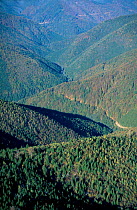 Aerial looking down onto mixed Beech forest Carpathian Mountains Romania 10/99