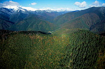 Aerial looking down onto mixed Beech forest Carpathian Mountains Romania 10/99