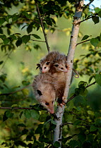 Common opossum with babies clinging to back {Didelphis marsupialis} Minnesota USA