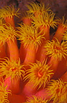 Close up of Tube coral {Tubastraea faulkneri} Indo-Pacific