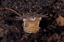 Bobbit worm head, approx 1 inch wide and 15-30 feet long living in mud, Indo-Pacific