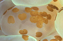 Flatworms on Bubble coral {Platyhelminthes, Waminoa species} Indo Pacific