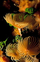 Fan worms (non calcareous} {Sabellidae family} Caribbean Se