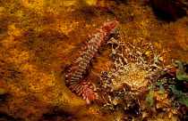 Fire worm on sponge {Hermodice carunculata} Caribbean Sea