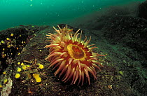 Anemone {Tealia lofotensis} Canadian Pacific