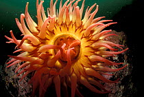 Sea anemone feeding {Tealia lofotensis} Canadian Pacific. Tentacles out. Sequence