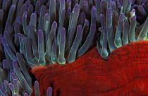 Tentacles of Magnificent anemone {Heteractis magnifica} Indo Pacific
