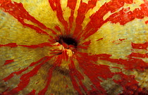 Closed sea anemone, tentacles retracted {Tealia lofotensis} Canadian Pacific. Sequence