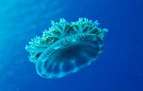 Upside down jellyfish {Cassiopeia frondosa} Dominica West Indies Symbiotic algae in
