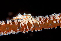 Spider crab {Xenocarcinus tuberculatus} on Black coral Sulawesi Indonesia