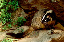 Masked palm civet (Paguma larvata) thought to be connected to SARS virus.  Sichuan Province, China.