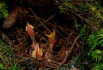 Northern Mockingbird feeding chicks at nest {Mimus polyglottus} New York USA