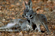 Young joey out of pouch next to female Red kangaroo {Macropus rufus} Sturt NP NSW Australia